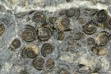 Ammonite (Promicroceras) Cluster - One Side Polished #129287-3